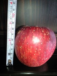 ご家庭用りんご５キロ