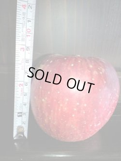 画像1: ご家庭用りんご－フジ１０キロ
