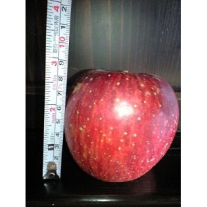 画像: ご家庭用りんご５キロ