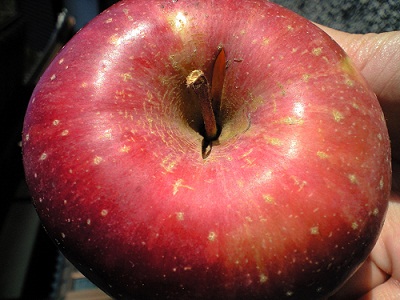画像: わけありりんご-ふじ１０キロ